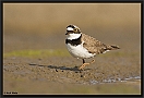 Kleine Plevier, Little Ringed Plover, Charadrius dubius Location: Wierden, the Netherlands kleine plevier MG 6495 kopie